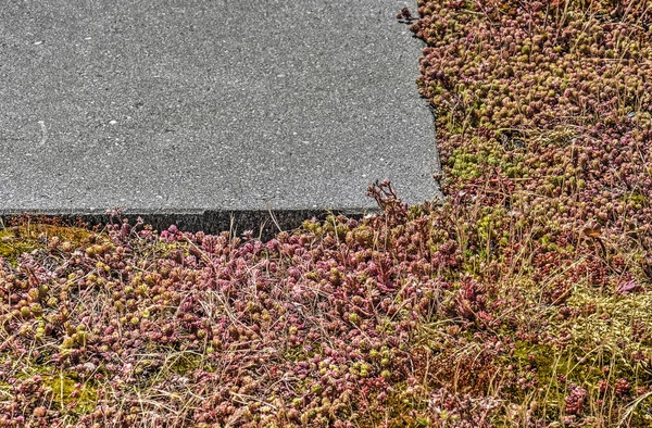 Gebied Van Sedum Een Groen Dak Met Verschillende Soorten Onkruid — Stockfoto