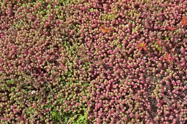 Field of sedum on a green roof with various kinds of weeds growing between the succulants.