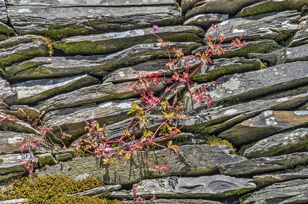 Een Kleine Plant Met Rode Bladeren Groeien Naast Moss Andere — Stockfoto