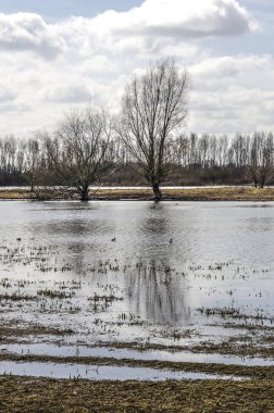 Yeni yan kanal Ossenwaard doğada Ijssel Nehri'nin iki çorak ağaçta yansıması rezerv Deventer, Hollanda