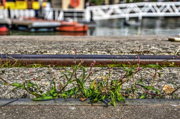 Маленькие Сорняки Измельченные Среди Стали Бетона Набережной Лёвехавена Роттердаме Нидерланды — стоковое фото