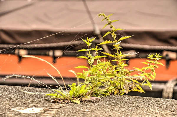 Small Green Plant Growing Concrete Edge Quay Rotterdam Contours Historic — Stock Photo, Image