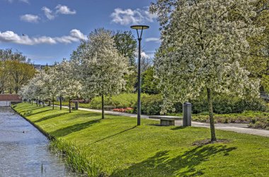 Rotterdam, Hollanda, 22 Nisan 2017: Satır bahar Museumpark içinde bir kanal boyunca beyaz çiçek açması prunus ağaçlarının
