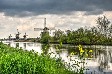 Grass and rapeseed on the edge of a canal with windmills in the background at Kinderdijk Unesco world heritage site clipart