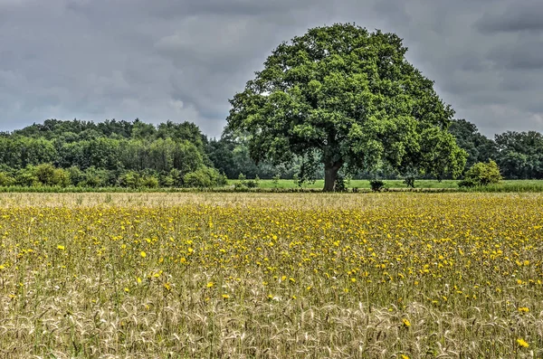 Jeden Velký Strom Okraji Wheatfiled Poblíž Deventer Nizozemsko — Stock fotografie