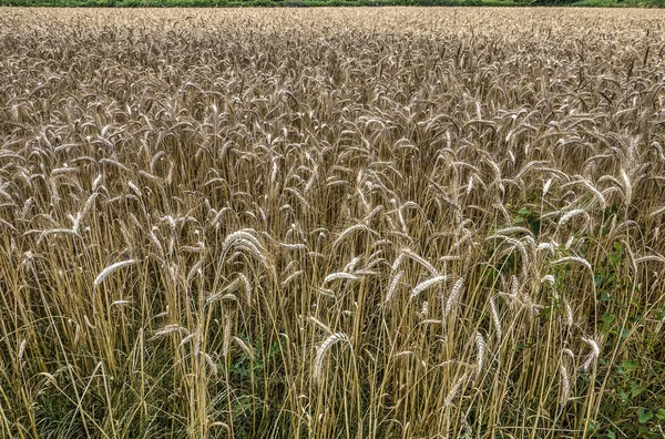 Field Wheat Central France Shortly Harvest — Stock Photo, Image