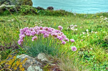 Pembe bahar çiçekleri growning bir kayaya Cornwall sahil çimenli alanda