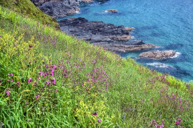 Arka planda Cornwall ile çimenli bir yamaçta bir kayalık plaj ve okyanus pembe ve sarı bahar çiçekleri