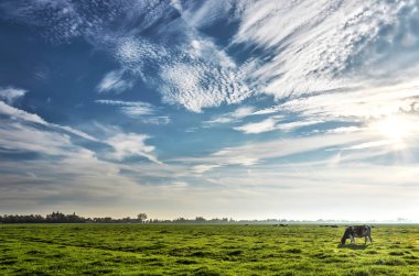 Oudewater dışında yeşil bir polderlandscape otlayan, Hollanda, cirrus bulutlar ile ağırlıklı olarak mavi gökyüzü altında