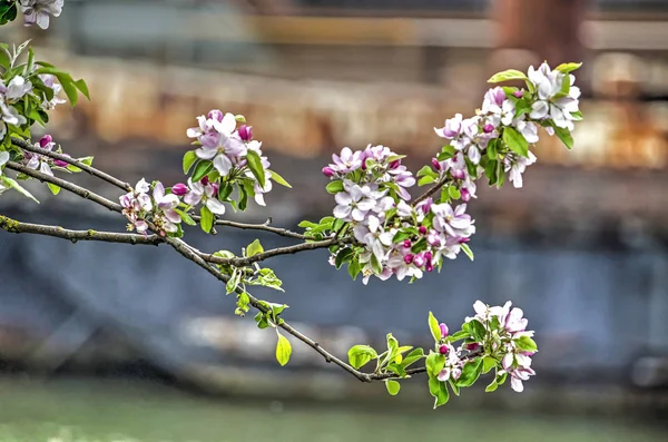 Close Branch Blossoming Prunus Tree Harbour Old Rusty Vessels Blurred — Stock Photo, Image