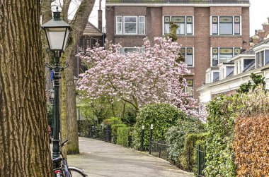 Rotterdam, Hollanda, 10 Nisan 2018: Hoflaan yerleşim bölgesinde Kralingen, Manolya çiçek açan