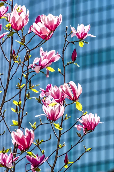 Rotterdam Netherlands April 2018 Flowers Magnolia Tree Facade Beurs Wtc — Stock Photo, Image