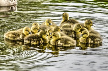 Genç sarımsı kabarık gosslings polder kanalda, birbirleri ile barınak arayan grubu