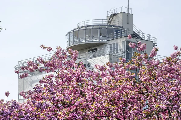 Rotterdam Hollandia Április 2018 Ban Rózsaszín Virágos Prunus Előtt Unesco — Stock Fotó