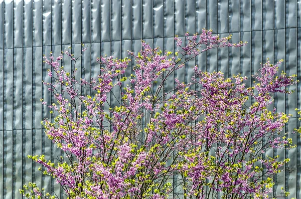 Rotterdam Holandia Kwietnia 2018 Różowy Kwitnienia Drzew Prunus Przed Elewacji — Zdjęcie stockowe