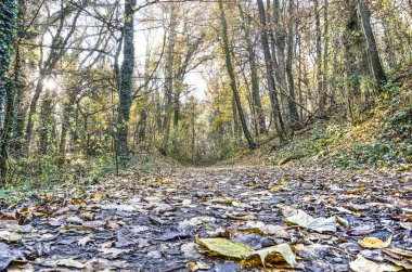 Sonbaharda bir ormanda düşen yapraklarla kaplı çamurlu bir patikanın alçak görüntüsü, ağaçların arasından parlayan güneş.