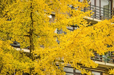 Kentsel bir durumda ginkgo biloba ağacının parlak sarı yaprakları, arkasındaki modern apartmanı büyük ölçüde gizliyor.