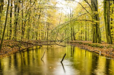 Sonbaharda renkli bir ormandaki bir kanalın her iki tarafında da devrilmiş bir ağaç ve kalın yapraklarla uzun pozlama görüntüsü.