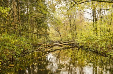 Sonbaharda yağmurlu bir günde, ormandaki yansıtıcı suyla birlikte birkaç ağaç bir kanala düştü.