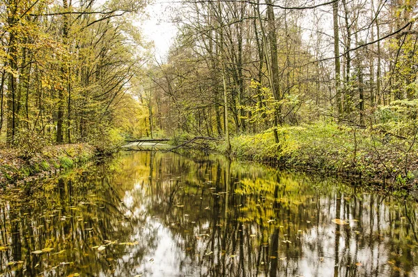 Wald Vorwiegend Gelben Und Grünen Farbtönen Die Sich Stillen Wasser — Stockfoto