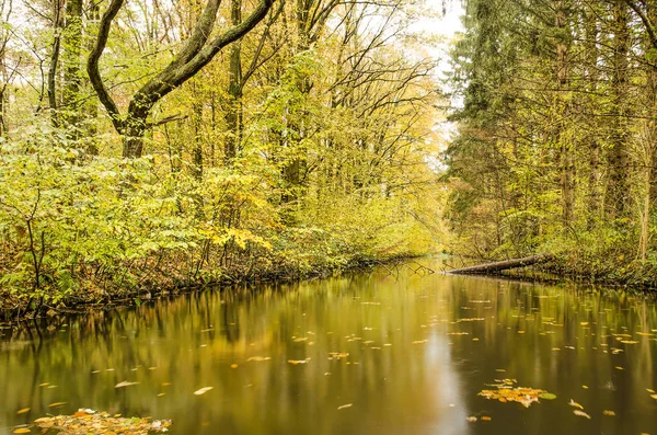 Langer Gerader Kanal Einem Wald Umgeben Von Bäumen Und Sträuchern — Stockfoto