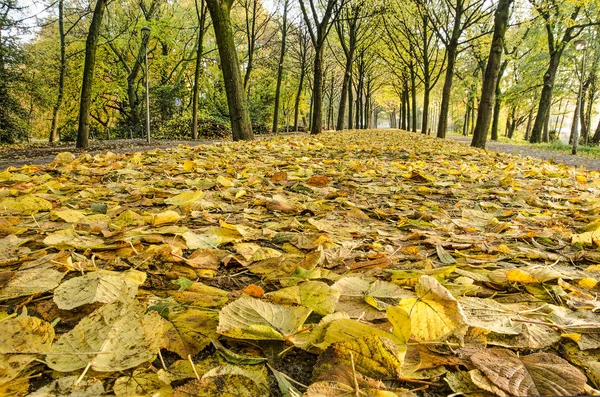 Тропинка Парке Роттердам Нидерланды Покрытая Опавшими Листьями Липы Солнечный День — стоковое фото
