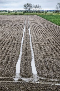 Hollanda 'nın Schouwen-Duithe adasında bir sonbahar günü hasat için bekleyen patates tarlaları.