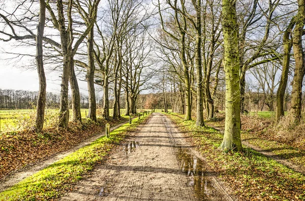 Drzewna Droga Gruntowa Nieco Błotnista Prowincji Groningen Holandia Oświetlona Niskim — Zdjęcie stockowe