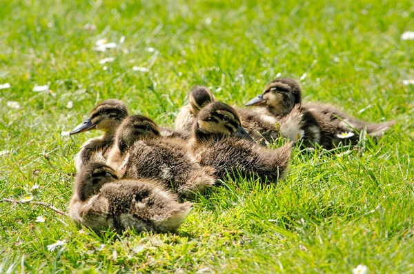Seis Patos Jovens Tomando Banho Sol Dormindo Grama Primavera — Fotografia de Stock