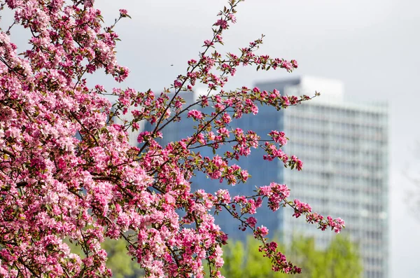 Overwehelmingly Różowe Kwiaty Drzewa Śliwki Rotterdamie Holandia Budynku Rotterdam Zamazane — Zdjęcie stockowe