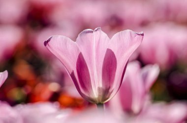 Çiçek tarhında pembe bir laleye yakın plan.