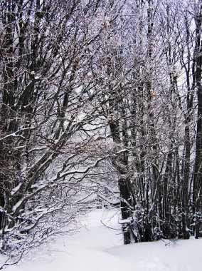 Karlı kış kuru ağaçlar