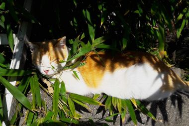 Beyaz turuncu kedi arasında uyku bırakır
