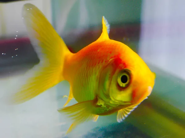 orange fish in a bowl