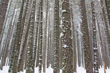 Geç kış, Sila Milli Parkı, Calabria, Güney İtalya tarafından kar kaplı karlı kayın ve çam ormanı