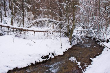 Geç kış, Sila Milli Parkı, Calabria, Güney İtalya tarafından kar kaplı karlı kayın ve çam ormanı