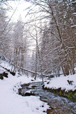 Geç kış, Sila Milli Parkı, Calabria, Güney İtalya tarafından kar kaplı karlı kayın ve çam ormanı