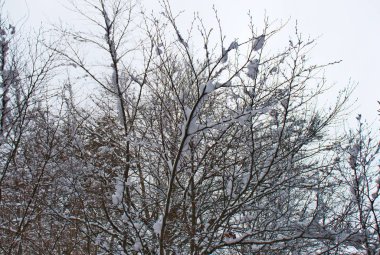 Geç kış, Sila Milli Parkı, Calabria, Güney İtalya tarafından kar kaplı karlı kayın ve çam ormanı