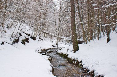 Geç kış, Sila Milli Parkı, Calabria, Güney İtalya tarafından kar kaplı karlı kayın ve çam ormanı