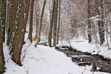 Geç kış, Sila Milli Parkı, Calabria, Güney İtalya tarafından kar kaplı karlı kayın ve çam ormanı