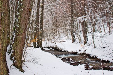 Geç kış, Sila Milli Parkı, Calabria, Güney İtalya tarafından kar kaplı karlı kayın ve çam ormanı