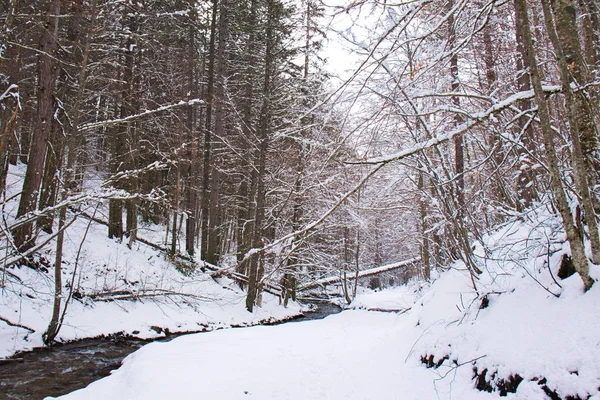 Geç kış, Sila Milli Parkı, Calabria, Güney İtalya tarafından kar kaplı karlı kayın ve çam ormanı