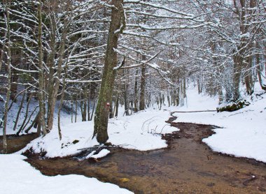 Geç kış, Sila Milli Parkı, Calabria, Güney İtalya tarafından kar kaplı karlı kayın ve çam ormanı