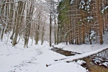Geç kış, Sila Milli Parkı, Calabria, Güney İtalya tarafından kar kaplı karlı kayın ve çam ormanı