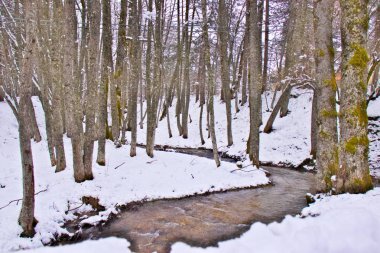 Geç kış, Sila Milli Parkı, Calabria, Güney İtalya tarafından kar kaplı karlı kayın ve çam ormanı