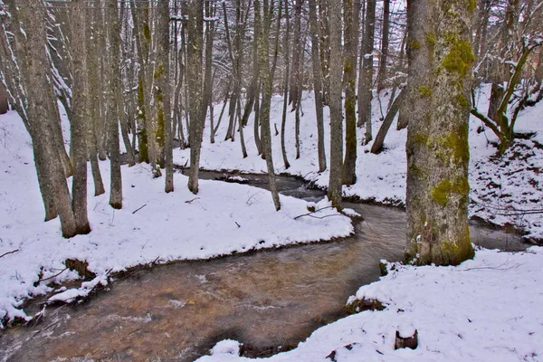 Snowy Lasów Bukowych Sosnowych Pokryte Śniegiem Późną Zimą Sila Park — Zdjęcie stockowe