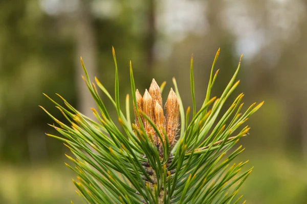 Morning Beautiful Thick Forest — Stock Photo, Image