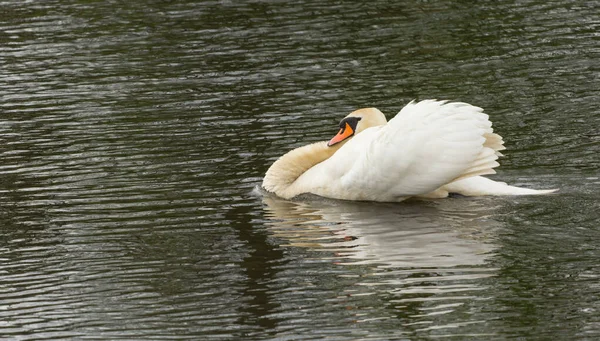 Schöner Großer Weißer Schwan — Stockfoto