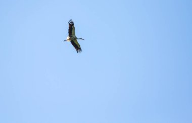 Ağaçta bir kutu var.