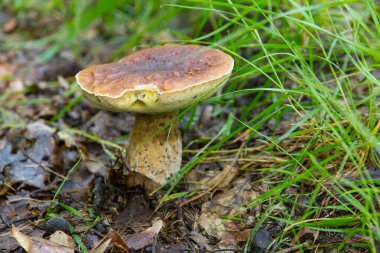 Ağaçta bir kutu var.